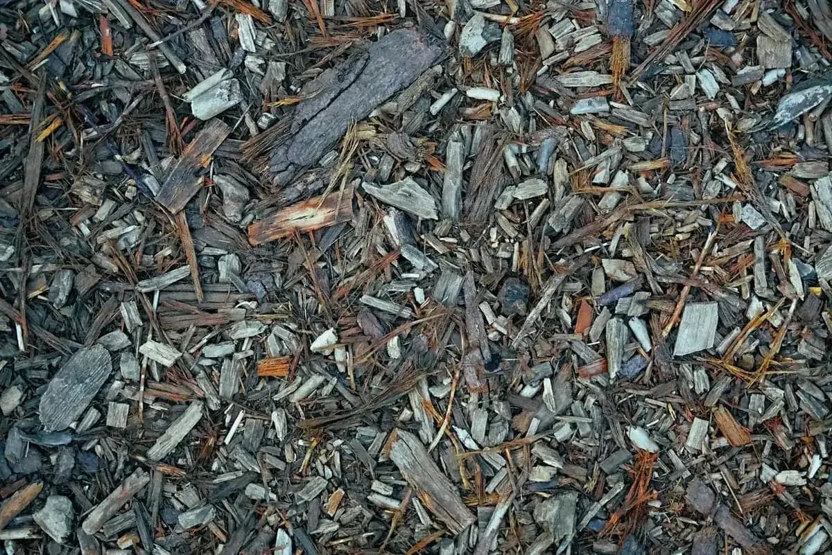 A thick layer of wood chips and bark mulch spread as a carbon-rich sheet over the ground.
