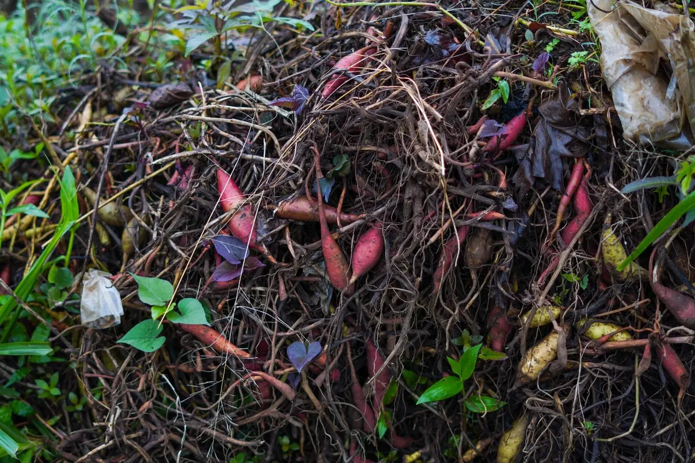 An unturned outdoor heap of vegetable scraps and plant stems slowly breaking down over time.