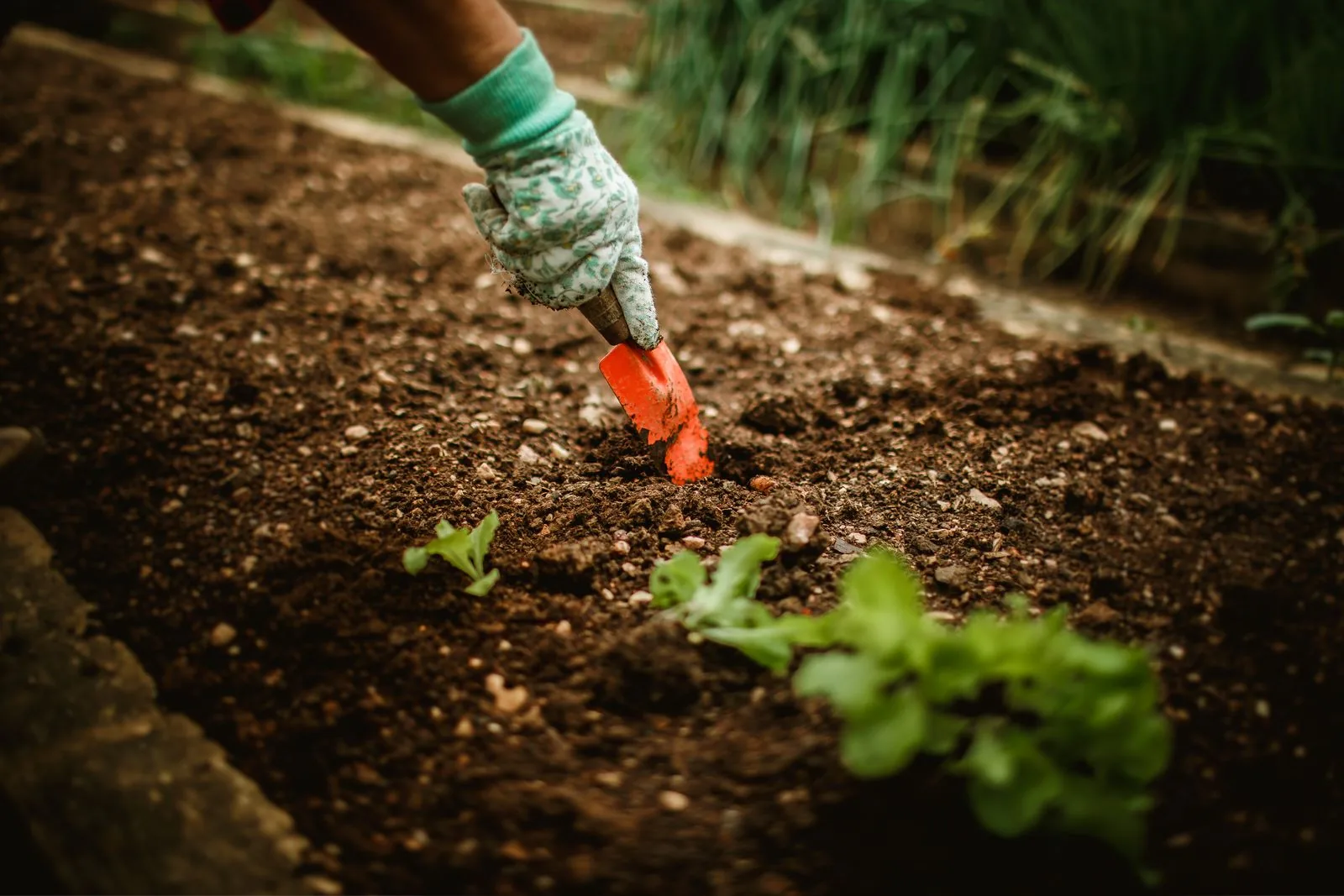 A gloved gardener digging into dark garden soil with a hand trowel beside young seedlings.