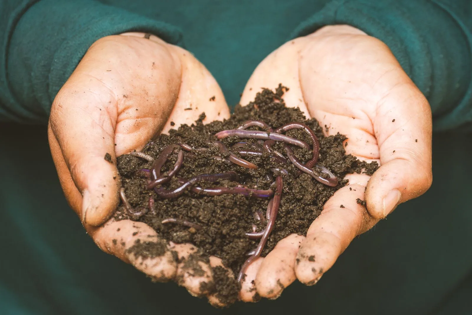 Cupped hands holding dark compost teeming with red wiggler worms.