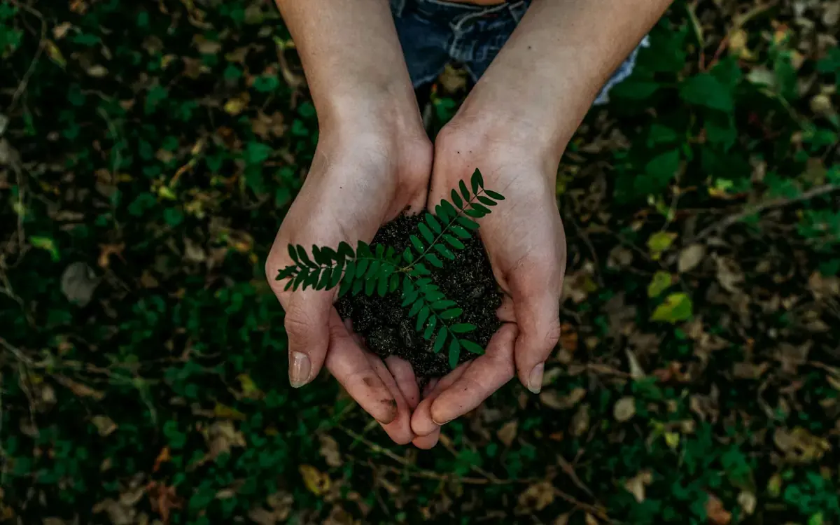 Hands holding a small green plant above garden soil
