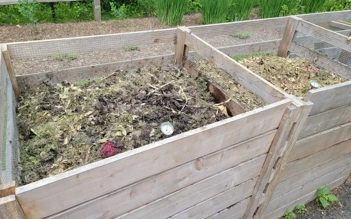 Outdoor compost bins with a thermometer in one pile