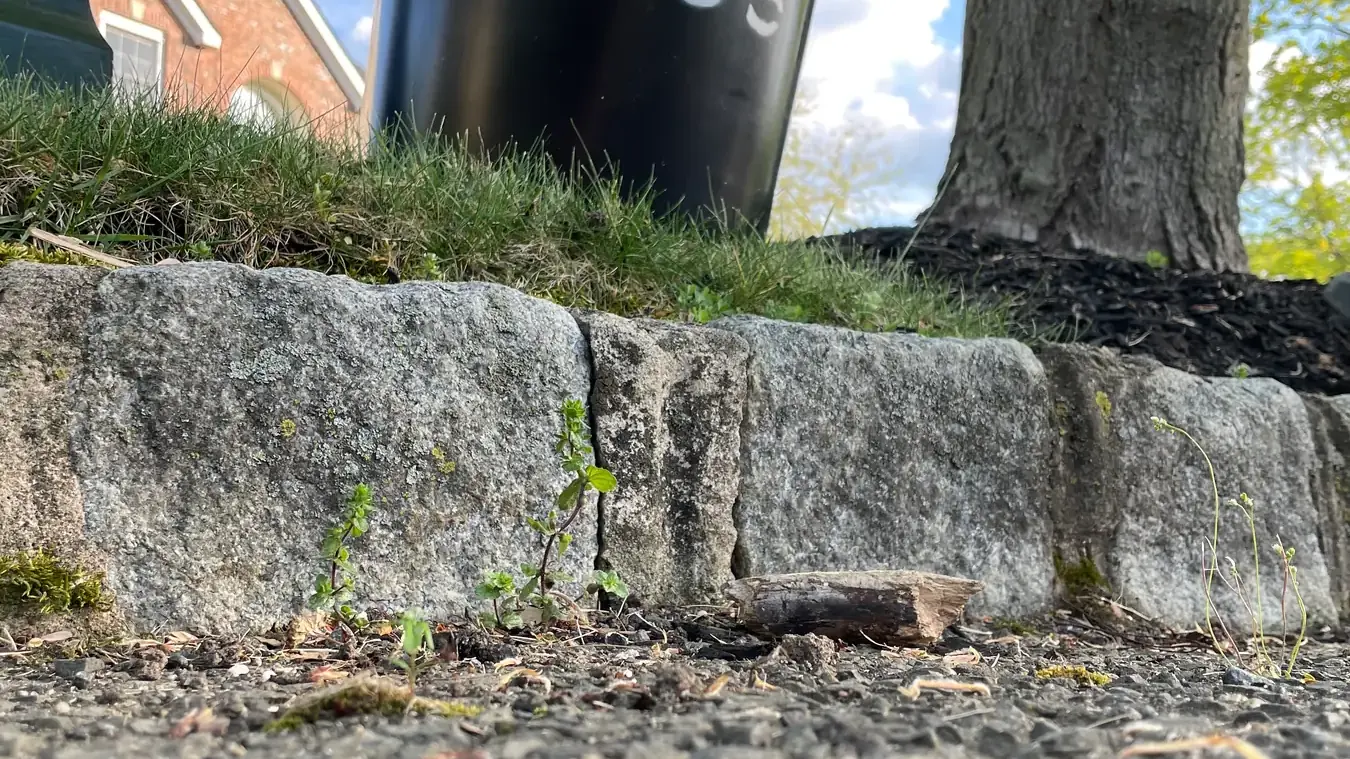 A Torus curbside compost bucket set out beside a residential mailbox in New Jersey.