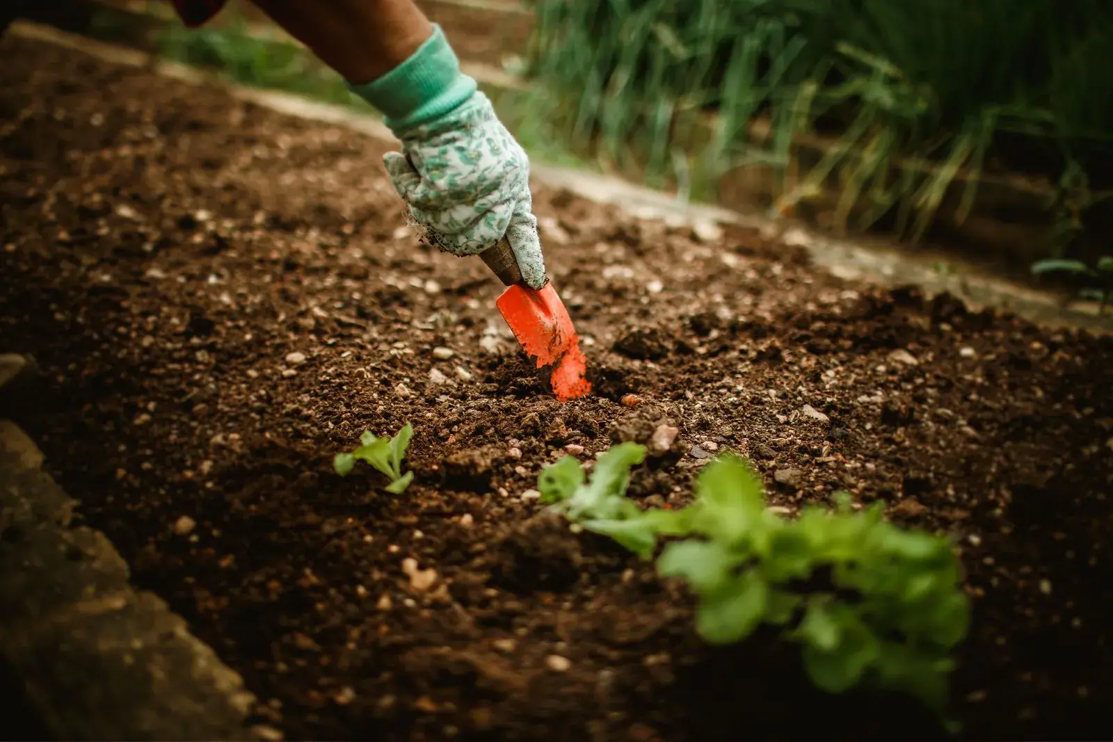 A garden trench prepared to receive organic material below the soil.
