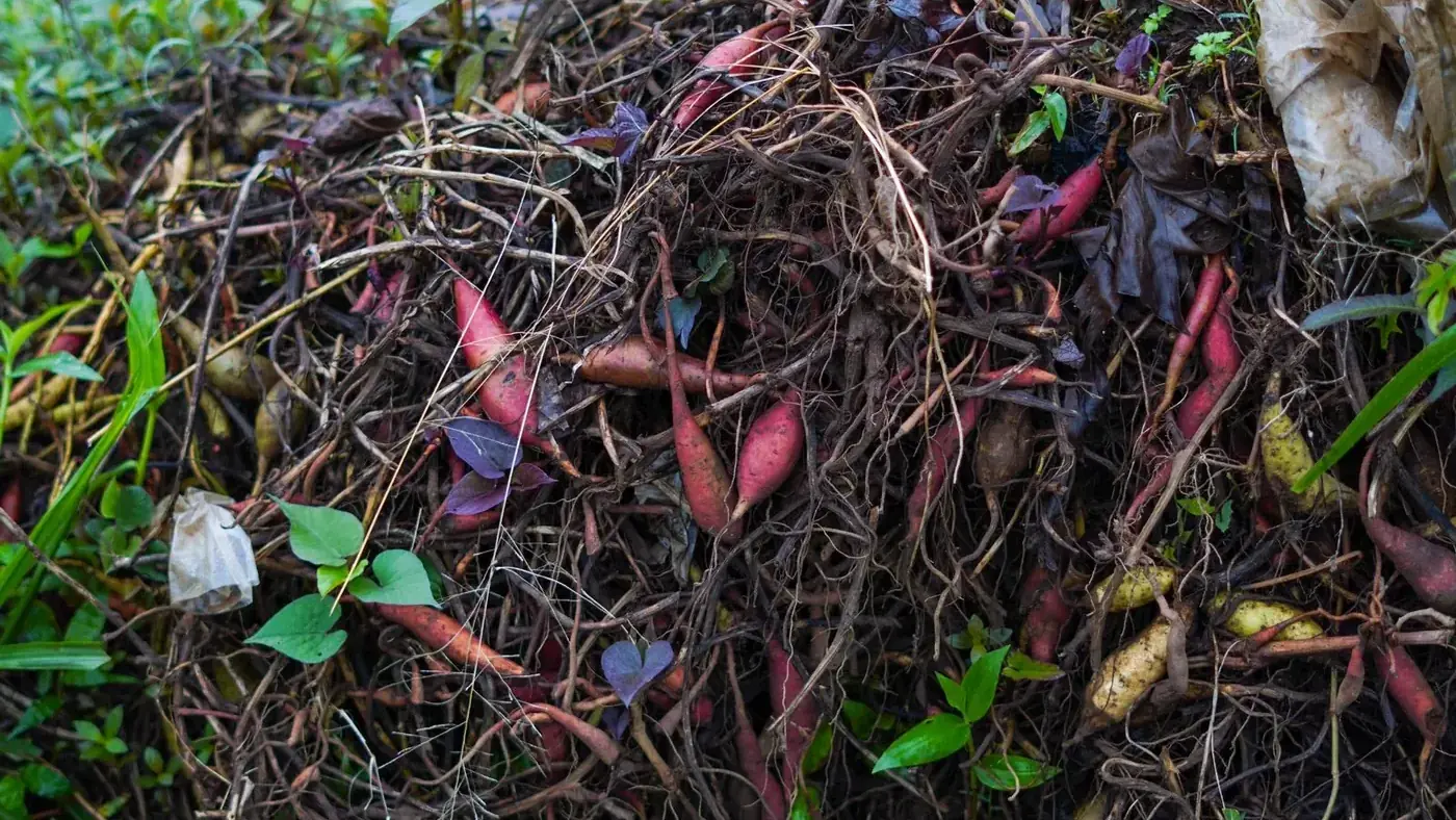 An outdoor heap of vegetable scraps and plant stems decomposing slowly in cool weather.